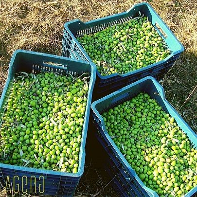 ERKEN HASAT SOĞUK SIKIM ZEYTİNYAĞ NEDİR, NASIL ÜRETİLİR?